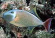Crosshatch Trigger Fish